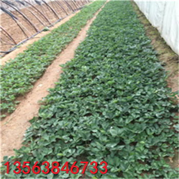 今年奶油草莓苗什么價(jià)格