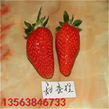 寧玉草莓苗批發(fā)