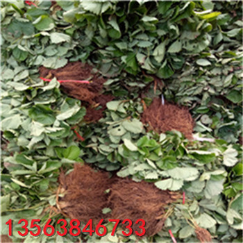 新品種牛奶草莓苗報(bào)價(jià)