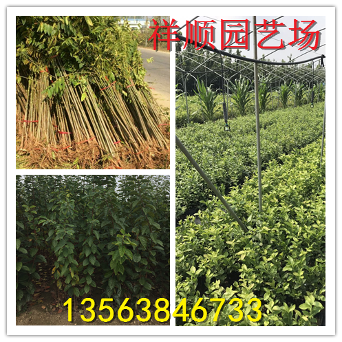 我想买奶油草莓苗、奶油草莓苗供应