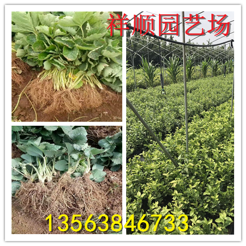 新品种幸之花草莓苗出土价格