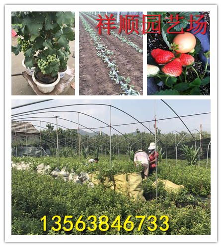 出售京藏草莓苗基地