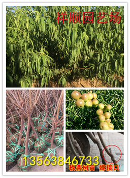 我想買牛奶草莓苗、牛奶草莓苗價格