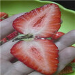 附近哪里有美德莱特草莓苗这个品种怎么样图片