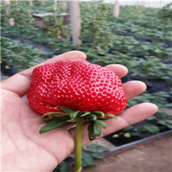 出售燕香草莓苗、燕香草莓苗批发基地
