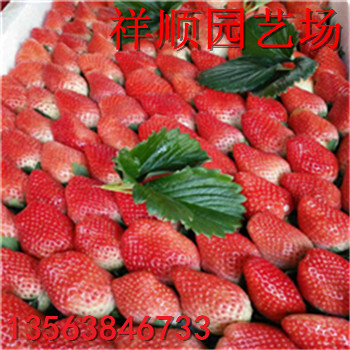 巧克力草莓苗多少錢、巧克力草莓苗哪的質(zhì)量好