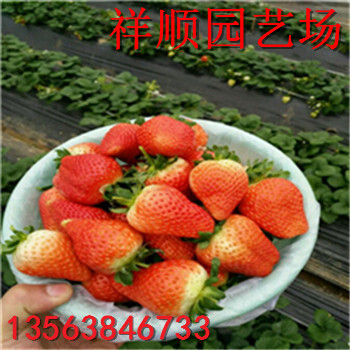 京留香草莓苗價(jià)格、京留香草莓苗供應(yīng)批發(fā)