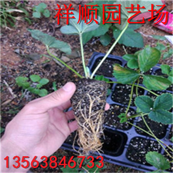 達賽草莓苗、達賽草莓苗批發(fā)出售