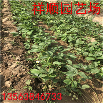達(dá)賽草莓苗什么價(jià)格、達(dá)賽草莓苗便宜價(jià)格