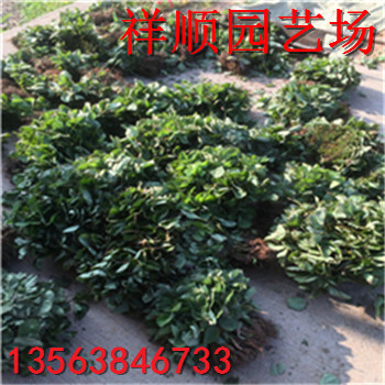 山東燕香草莓苗哪家好