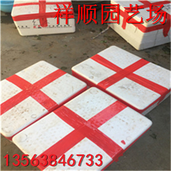 新品種新草莓苗基地