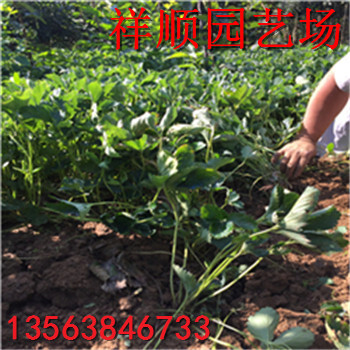 附近哪里有寧玉草莓苗、寧玉草莓苗批發(fā)什么價格
