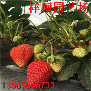 哪里有幸之花草莓苗基地