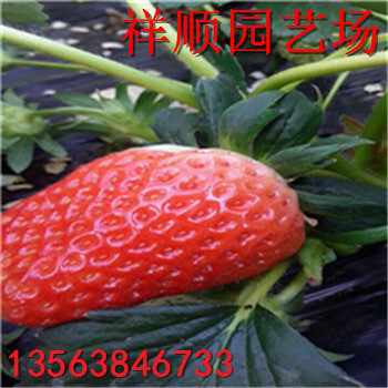 新品種章姬草莓苗、章姬草莓苗育苗基地