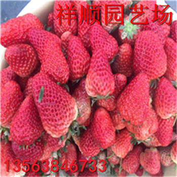 哪里有矮化草莓苗、矮化草莓苗一畝地種多少棵