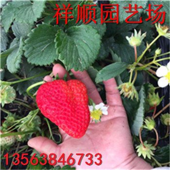 奶油草莓苗批发多少钱、奶油草莓苗新报价