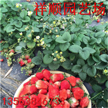 法蘭地草莓苗一棵多少錢、法蘭地草莓苗主要種植產(chǎn)區(qū)