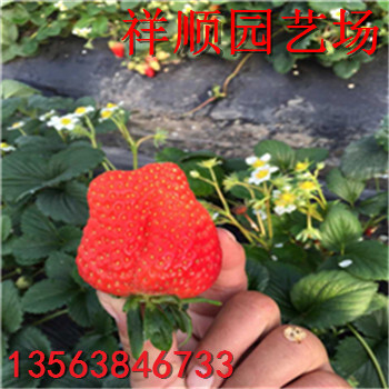 全草莓苗多少錢(qián)、全草莓苗新報(bào)價(jià)