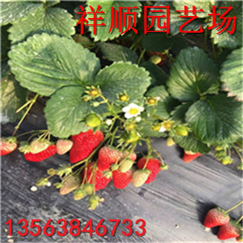 山東妙香7號草莓苗、妙香7號草莓苗求購