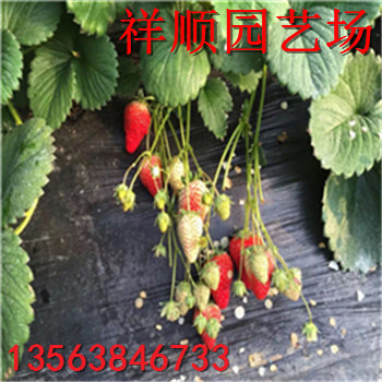 新品種美十三草莓苗、美十三草莓苗批發(fā)多少錢(qián)