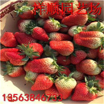 白草莓苗出售、白草莓苗新報(bào)價(jià)