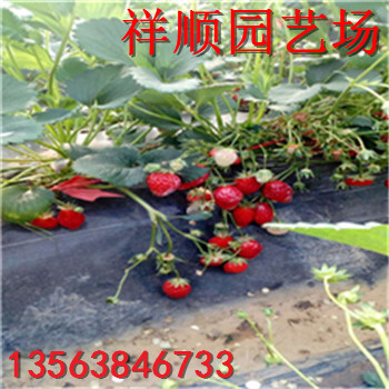 山東全草莓苗多少錢