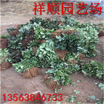 出售京藏草莓苗一棵多少錢