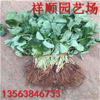 奶油草莓苗什么價位、奶油草莓苗批發(fā)出售
