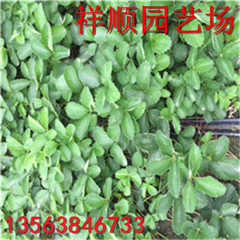 求購(gòu)京藏草莓苗、京藏草莓苗批發(fā)基地