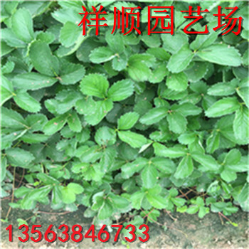 附近哪里有美十三草莓苗價(jià)格多少