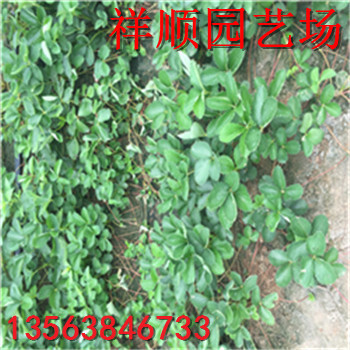 出售法蘭地草莓苗、法蘭地草莓苗圖片
