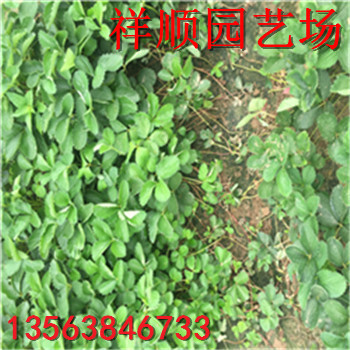 哪里有巧克力草莓苗育苗基地