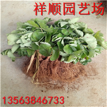奶油草莓苗賣多少錢一棵、奶油草莓苗哪的質(zhì)量好