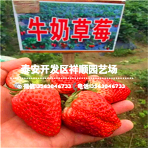 河北遷安奶油草莓苗多少錢一棵