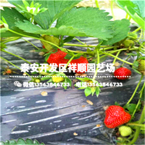 上海红颜草莓苗批发基地、上海红颜草莓苗基地卖多少钱