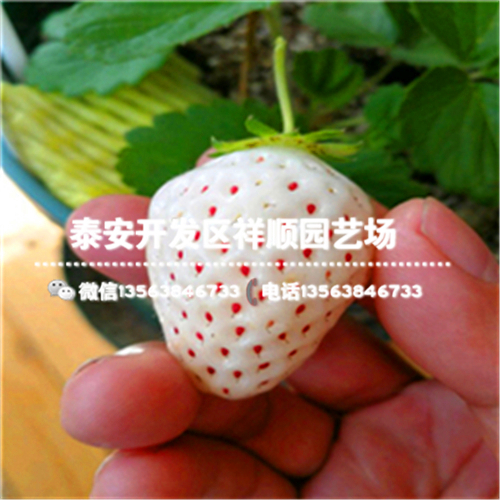 江西景德镇大棚草莓苗格多少