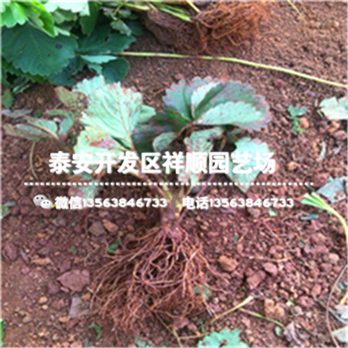 山东济宁温室草莓苗一棵多少钱