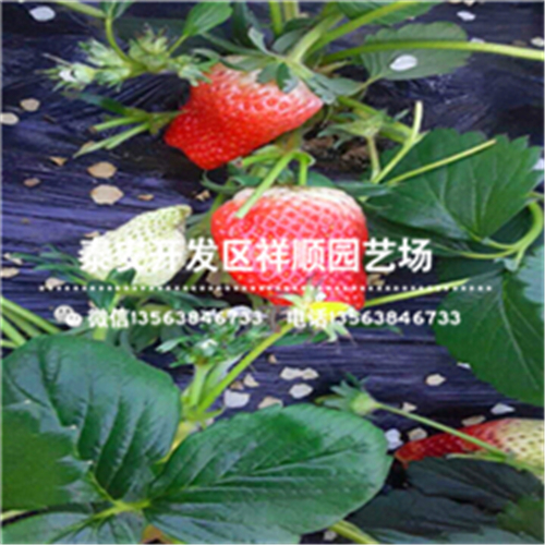 辽宁阜新温室草莓苗主要种植产区