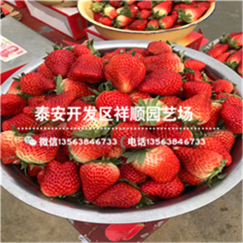 重颜草莓苗一棵多少钱、重颜草莓苗价格多少
