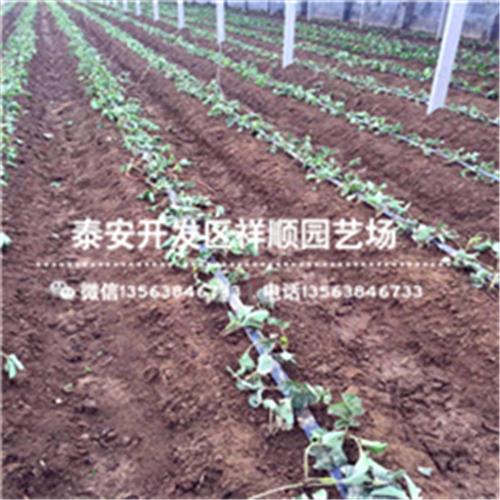 內巴彥倬爾三葉一心草莓苗批發(fā)