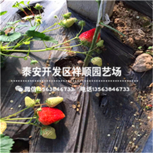 江苏红颜草莓苗多少钱、江苏红颜草莓苗基地在哪
