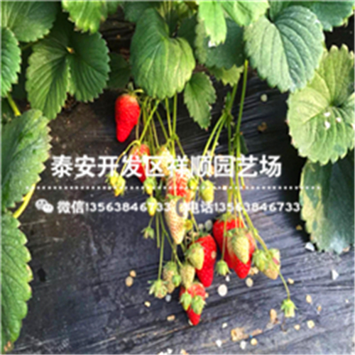京藏草莓苗基地、京藏草莓苗这个品种怎么样