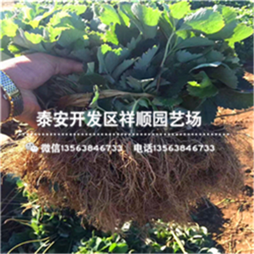 貴州法蘭地草莓苗批發(fā)什么價格、貴州法蘭地草莓苗這里賣