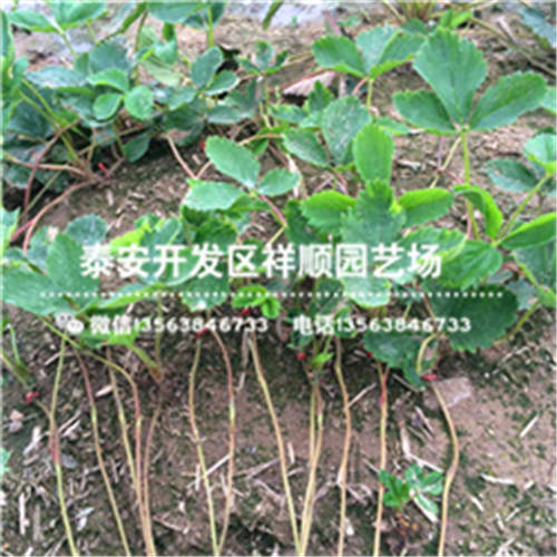 牛奶草莓苗附近哪里有、牛奶草莓苗集中种植产区