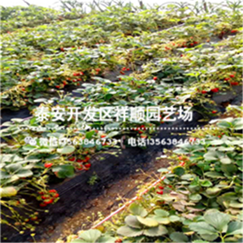 浙江衢州妙香7號草莓苗近期報價