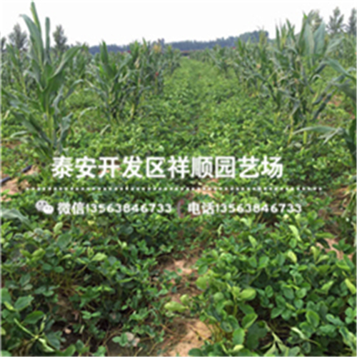 山西牛奶草莓苗批發(fā)、山西牛奶草莓苗這里賣