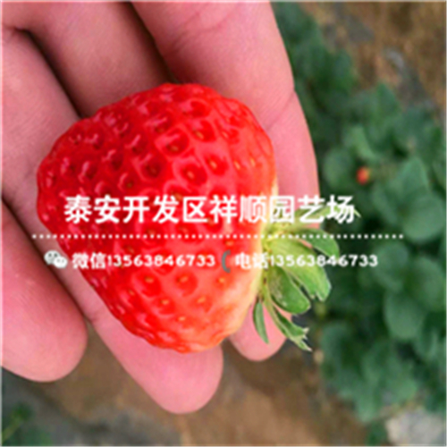 江苏甜宝草莓苗批发多少钱、江苏甜宝草莓苗基地卖多少钱