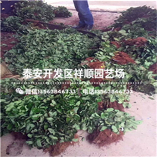 上海青浦妙香7号草莓苗卖多少钱一棵