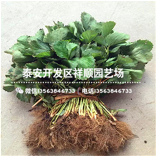 重慶石柱露天培育草莓苗批發(fā)多少錢