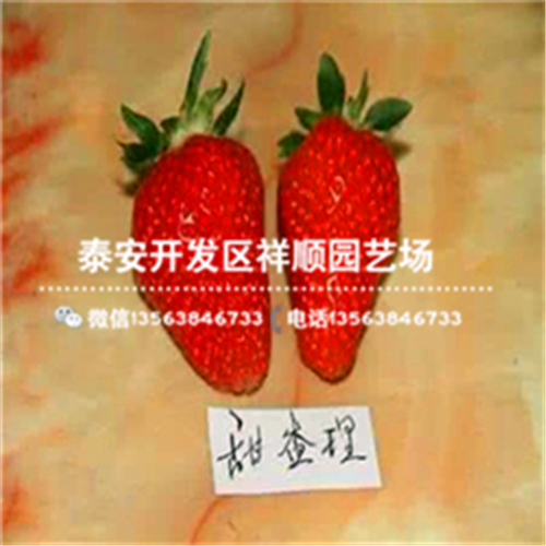 湖南长沙丰香草莓苗多少钱一棵